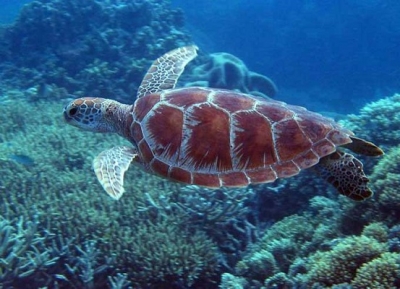 C&ocirc;te d&rsquo;Ivoire : Pour une synergie d&rsquo;actions en vue de sauvegarder les &eacute;cosyst&egrave;mes marins et c&ocirc;tiers