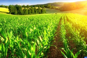 Agriculture durable: 45 pays s’engagent à la COP26