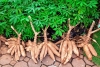 Le manioc : un met &agrave; variantes multiples