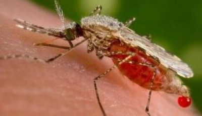 Paludisme : La "guerre" contre la maladie va s&rsquo;intensifier en C&ocirc;te d&rsquo;Ivoire