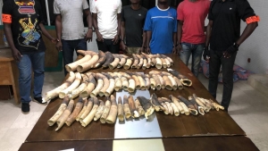 Trafic d’espèces protégées en Côte d’Ivoire: Plus de 4 tonnes d’écailles de pangolins et près de 800 kg d’ivoires saisis en 6 ans( ONG EAGLE-Côte d’Ivoire)