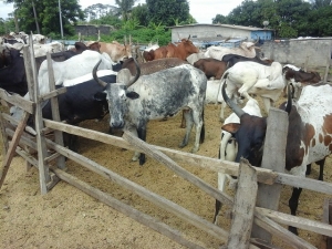 Côte d’Ivoire-Conflits fonciers et agriculteurs/éleveurs : Les solutions des populations