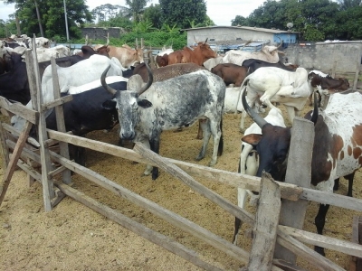 C&ocirc;te d&rsquo;Ivoire-Conflits fonciers et agriculteurs/&eacute;leveurs : Les solutions des populations