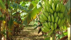 Afruibana s’engage pour l’agroécologie en Afrique
