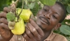 Premier producteur mondial, la C&ocirc;te d&rsquo;Ivoire veut relever le d&eacute;fit de la transformation de l'anacarde