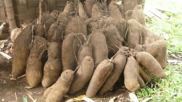 Des tubercules d&#039;igname
