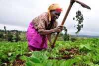 Agriculture: face à la sécheresse, des femmes rurales ivoiriennes optent pour la diversification des cultures vivrières