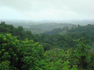 Côte d’Ivoire : Les organes statutaires de la commission nationale REDD+ installés