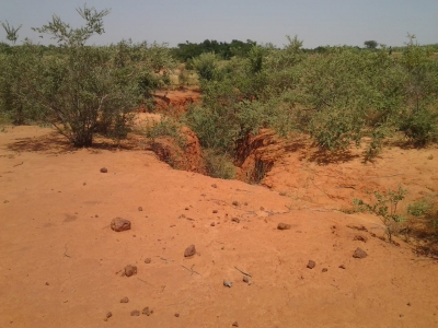 « Le Forum forestier africain appelle à une meilleure intégration des solutions fondées sur la nature pour la résilience climatique en Afrique »