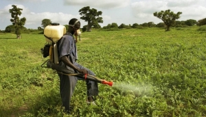 Côte d’Ivoire : crise cardiaque, insuffisance rénale, cancer du cerveau…, ces maladies auxquelles s&#039;exposent les utilisateurs des pesticides obsolètes