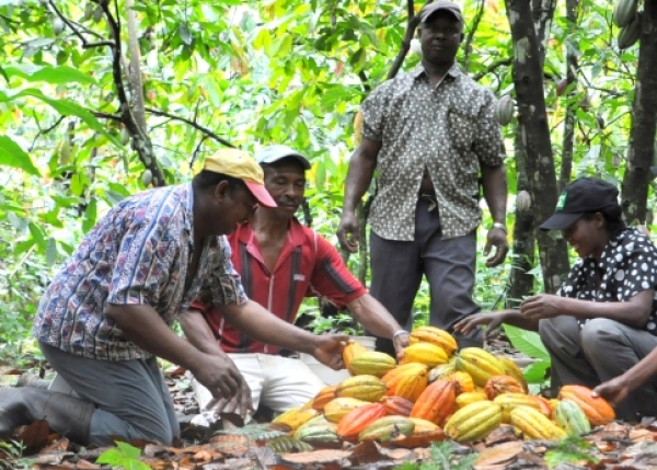 Côte d’Ivoire : Bientôt du cacao écologique ivoirien sur le marché
