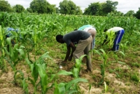 C&ocirc;te d&rsquo;Ivoire : La FAO lance son projet &laquo; Agriculture intelligente face au climat &raquo; &agrave; Gagnoa