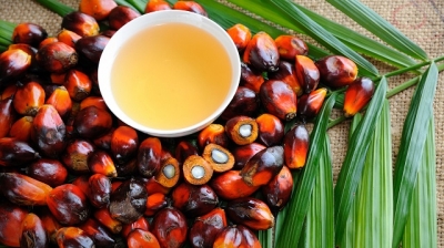 C&ocirc;te d&rsquo;Ivoire : Le recours du S&eacute;n&eacute;gal interdisant la commercialisation de l&rsquo;huile de palme ivoirienne annul&eacute;