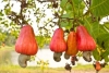 Premier producteur mondial d'anacarde : La C&ocirc;te d&rsquo;Ivoire va d&eacute;tr&ocirc;ner l&rsquo;Inde en 2017