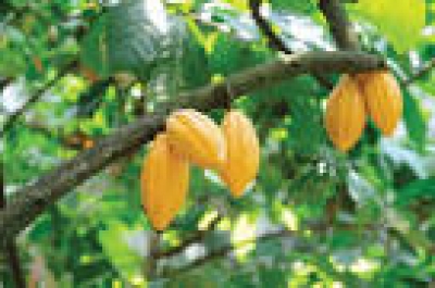C&ocirc;te d&rsquo;Ivoire : Reprise des activit&eacute;s commerciales du cacao &agrave; l'Ouest
