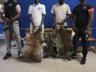 Côte d&#039;Ivoire : deux présumés trafiquants d’animaux interpellés avec 2 crânes et 3 peaux de panthère à Bondoukou