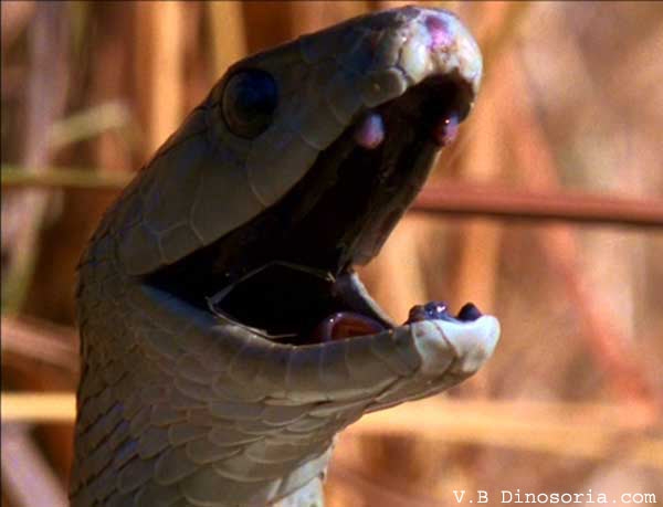 Un serpent (image d&#039;archives, photo : dinosoria.com)