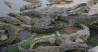 C&ocirc;te d&rsquo;Ivoire / Lac aux ca&iuml;mans de Yamoussoukro : 23 ans apr&egrave;s Houphou&euml;t, qu&rsquo;en reste-t-il ?