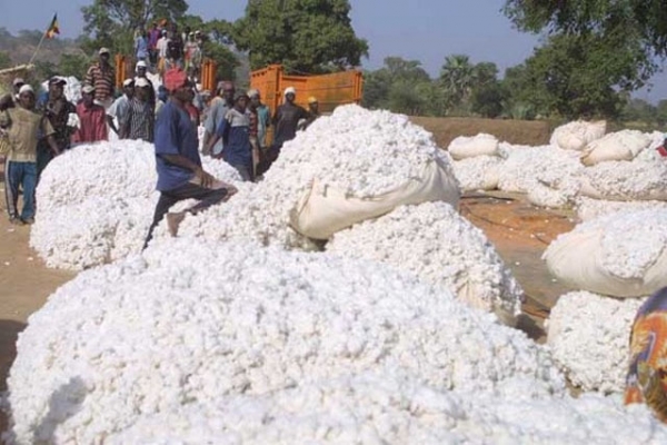 Côte d’Ivoire : Impact négatif des difficultés d’approvisionnement en graine de coton sur la vie d’une industrie de transformation