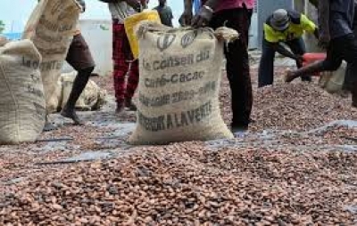 C&ocirc;te d&rsquo;Ivoire-Prix du kg du cacao &agrave; 1 200 FCFA : la PICD appelle &agrave; un plan de sauvetage de la fili&egrave;re