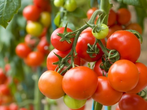 Côte d’Ivoire-Agro-business : Des dirigeants d’entreprises mis aux arrêts, plusieurs d’entre eux interdits de sortir du territoire ivoirien