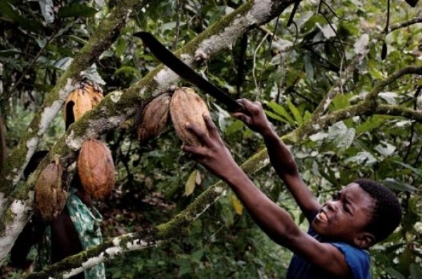 La Côte d’Ivoire désapprouve l’enquête d’un institut américain sur le travail des enfants dans le cacao