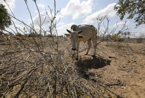 La famine plane sur l’Afrique de l’Est