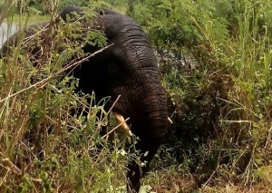 Côte d’Ivoire: Un éléphant errant écrase un gamin à Lakota