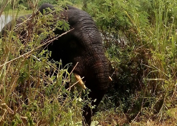 Côte d’Ivoire: Un éléphant errant écrase un gamin à Lakota