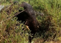 C&ocirc;te d&rsquo;Ivoire: Un &eacute;l&eacute;phant errant &eacute;crase un gamin &agrave; Lakota
