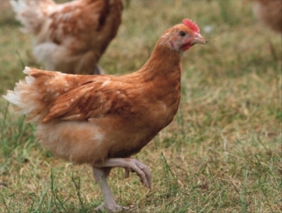 C&ocirc;te d&rsquo;Ivoire : 600 000 USD de la FAO pour lutter contre la grippe aviaire