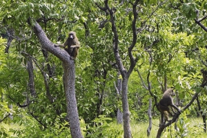 Côte d’Ivoire: Retrait du Parc national de la Comoé de la liste du patrimoine mondial en péril