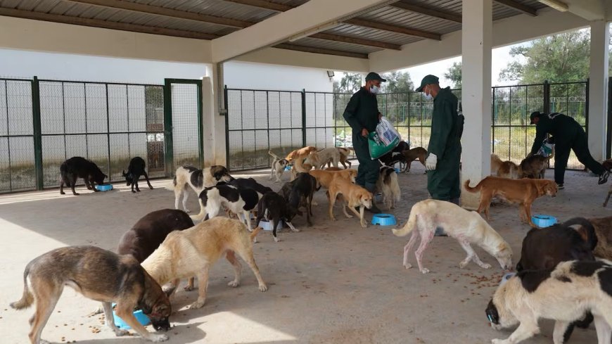 Maroc : le Royaume se dote d’un nouveau cadre juridique pour la protection et la prise en charge des animaux errants