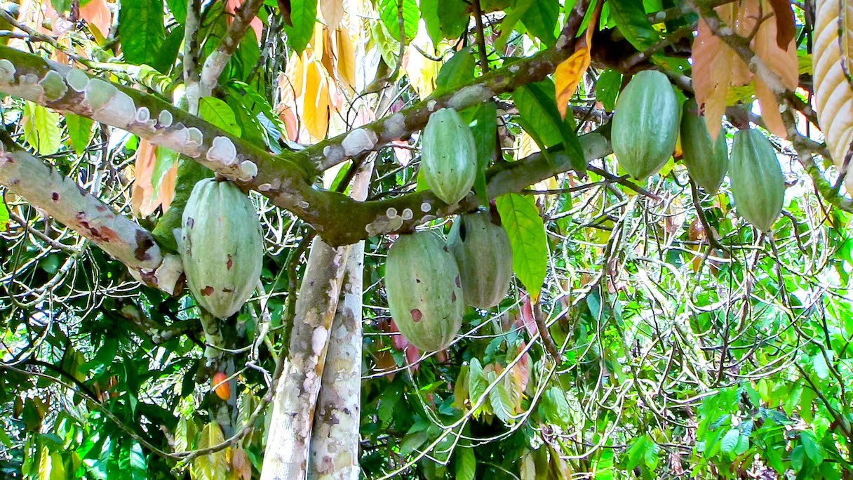 Côte d’Ivoire: des chercheurs préparent la riposte à la sécheresse dans la culture du cacao