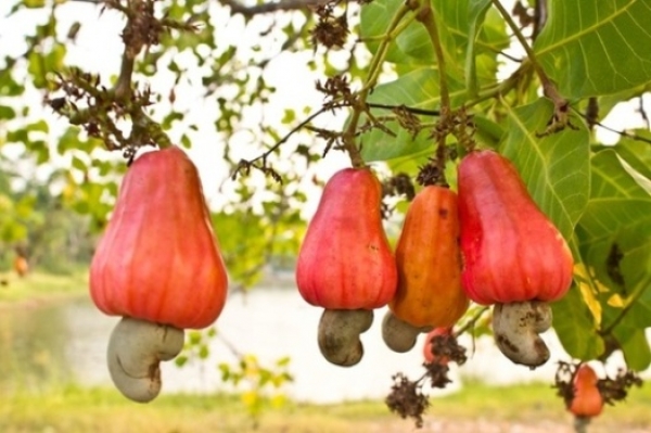 Premier producteur mondial d'anacarde : La Côte d’Ivoire va détrôner l’Inde en 2017
