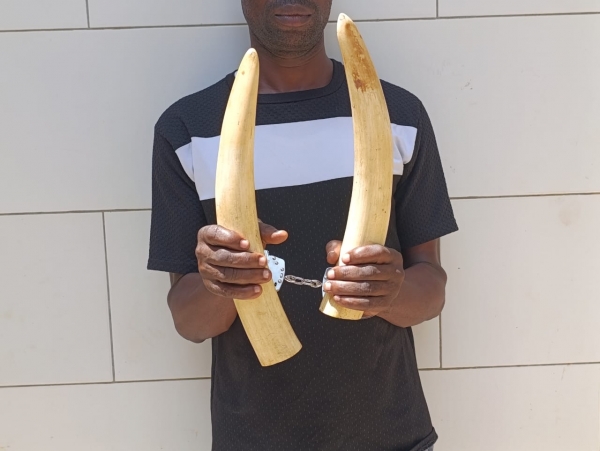 Côte d’Ivoire : un présumé trafiquant d’animaux interpellé avec 2 pointes d’ivoire d’éléphant à Yopougon