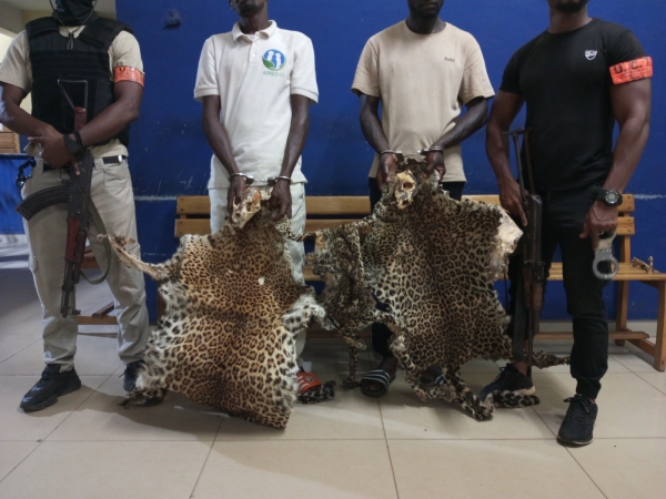 Côte d'Ivoire : deux présumés trafiquants d’animaux interpellés avec 2 crânes et 3 peaux de panthère à Bondoukou