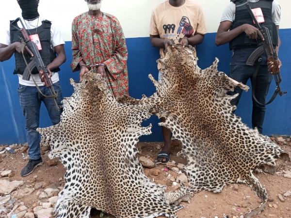 Côte d'Ivoire : deux présumés trafiquants d’animaux interpellés avec 3 peaux de panthères  à Bouna