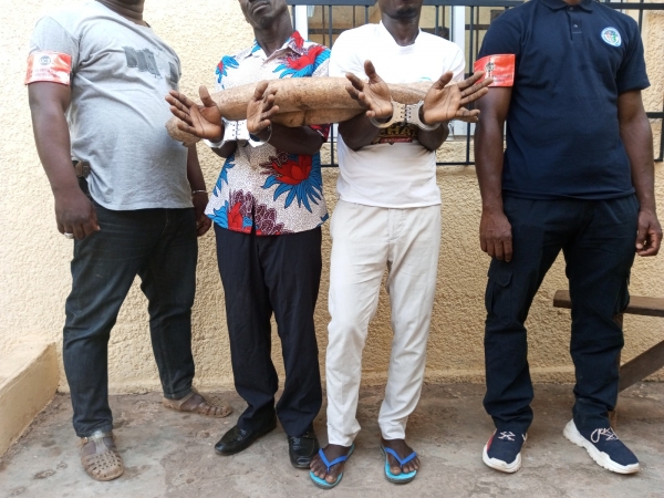 Côte d'Ivoire/ Soubré : Deux présumés trafiquants d’animaux interpellés avec 2 pointes d’ivoires d’éléphants