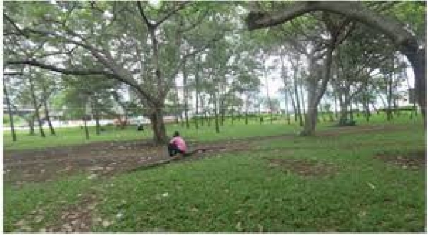 Côte d'Ivoire-Environnement: Abidjan face au défi de la restauration écologique de ses jardins publics