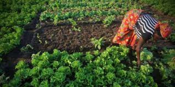Défis agricoles en Afrique de l’Ouest: L'Agroécologie comme solution aux défis des pesticides