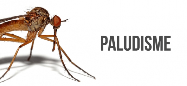 Paludisme: L'OMS recommande fortement la pyronaridine-artésunate