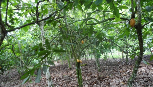 Côte d'Ivoire: Un produit naturel vient à bout d’une grave maladie du cacaoyer